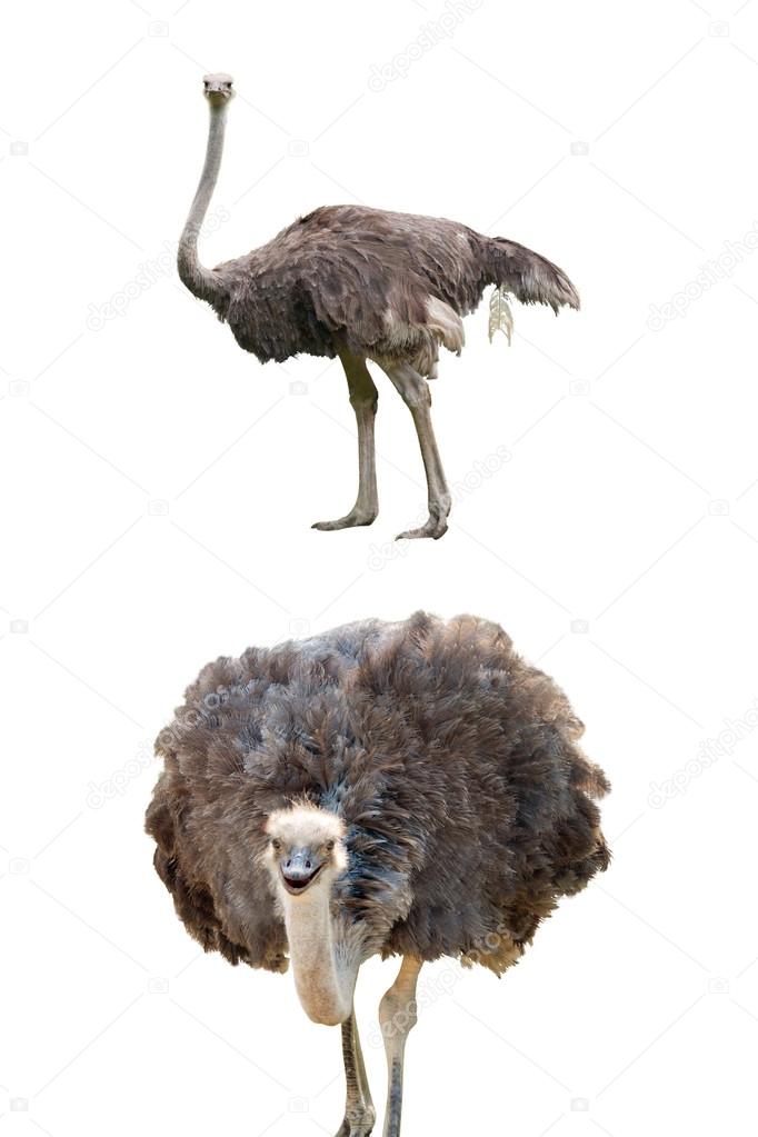 Ostriches isolated on white
