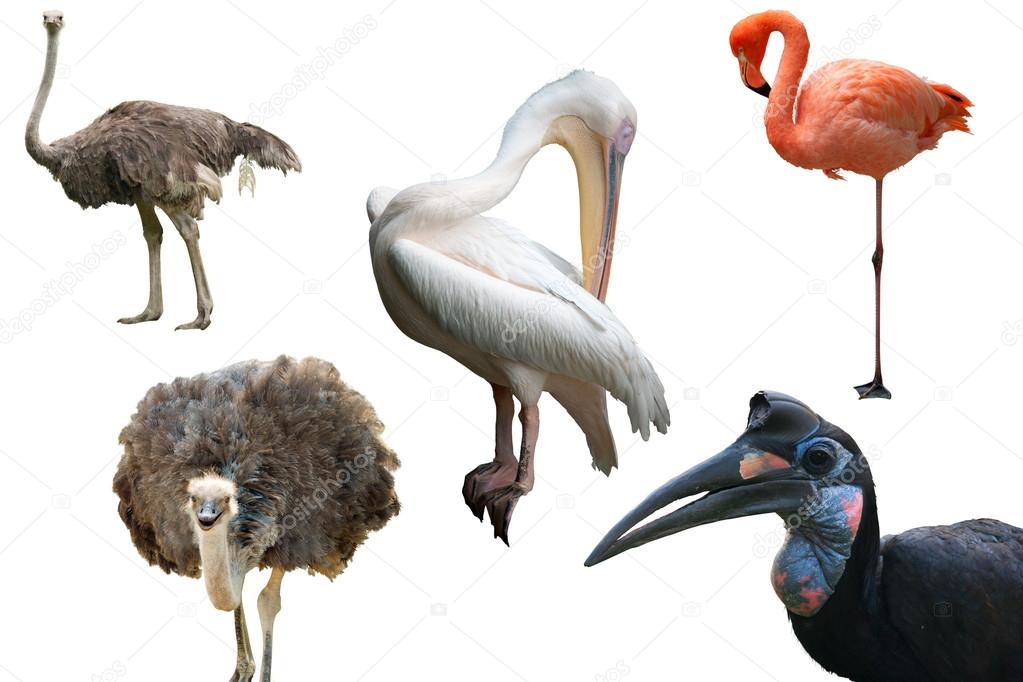 Ostriches, a Pelican, a Flamingo and an Abyssinian Ground Hornbill isolated on white