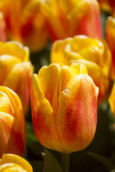 Yellow and Orange Tulips — Stock Photo, Image