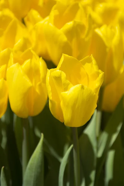 Tulipani gialli — Foto Stock