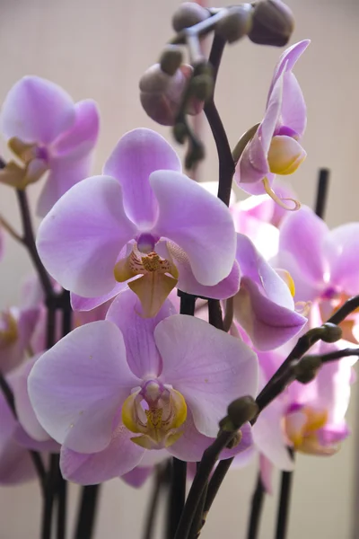 Orchidee — Foto Stock