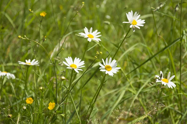 German Chamomile — Stock Photo, Image