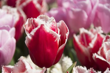 Parlak kırmızımsı Pembe Laleler