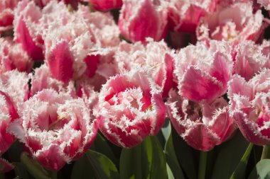 pembe ve beyaz laleler