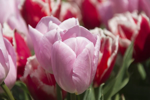 Pink Tulips — Stock Photo, Image