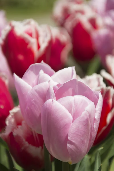 Pink Tulips — Stock Photo, Image