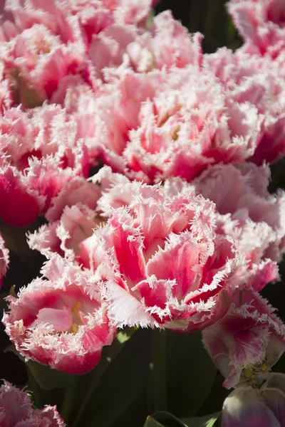 Pink and White Tulips — Stock Photo, Image