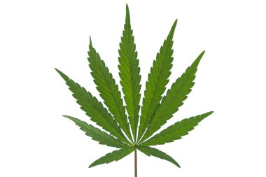 İzole bir marihuana yaprağı