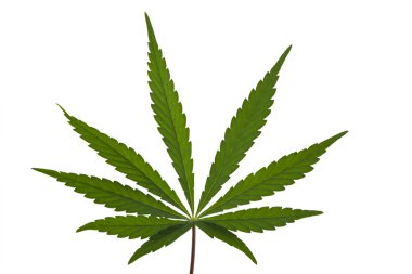 İzole bir marihuana yaprağı