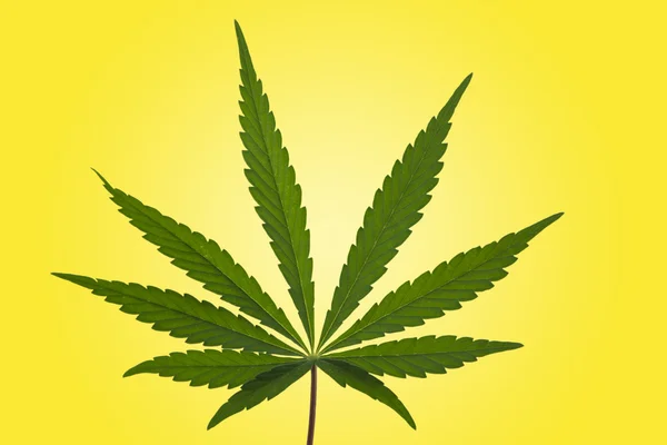 İzole bir marihuana yaprağı — Stok fotoğraf