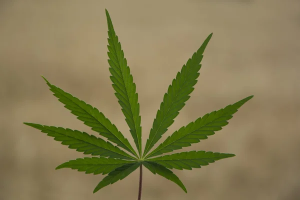 Ett Marijuana blad — Stockfoto
