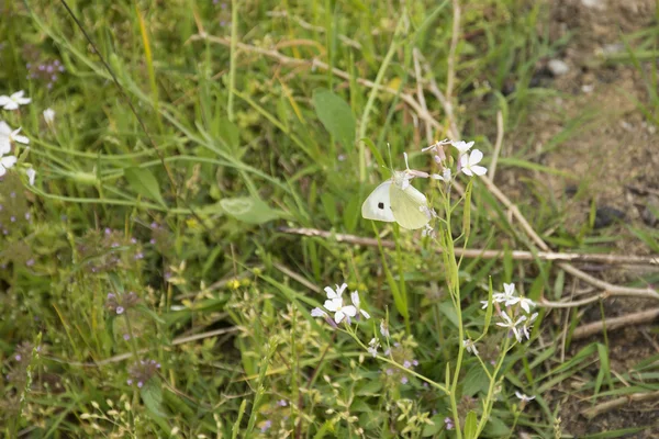 A Pieridae Butterfly in Spring in Bir, India — Stock Photo, Image