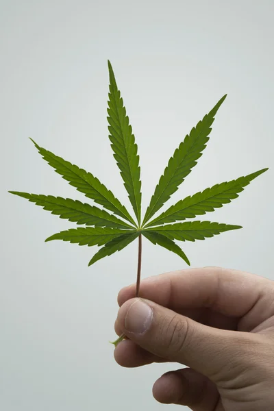 Marijuana Addiction — Stockfoto