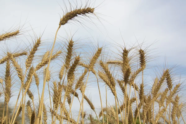 Wheat Field — Stock Photo, Image