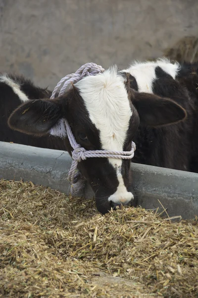 एक डेयरी फार्म में गाय खिला रही है — स्टॉक फ़ोटो, इमेज