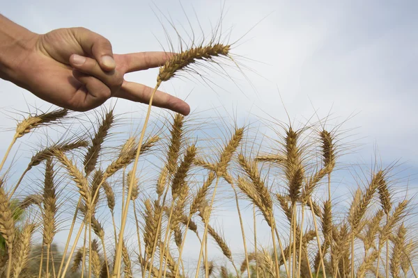 Stébla pšenice — Stock fotografie