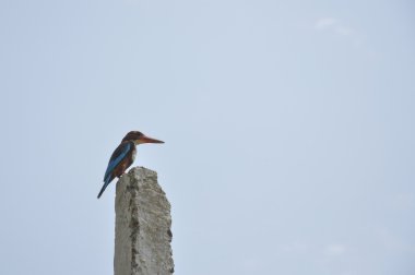 Kingfisher