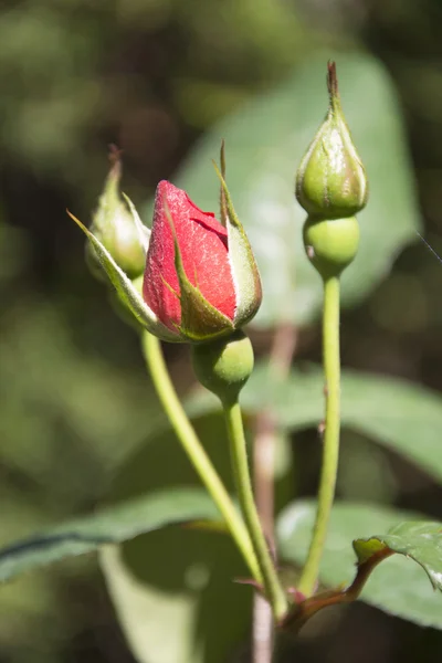 Bourgeons de roses — Photo