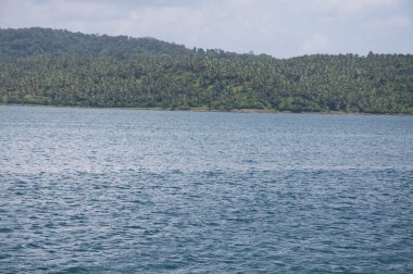 Palmiye ağaçları Andaman Adaları