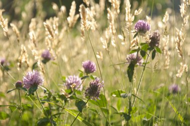 Frenk soğanı ve buğday alanları