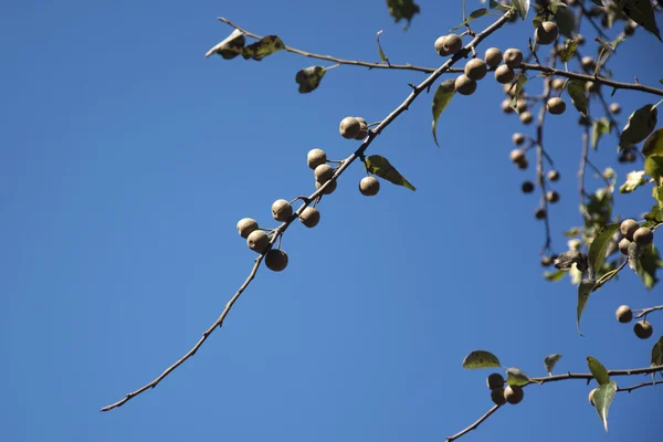 Washnut дерево — стоковое фото
