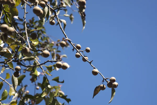 Washnut boom — Stockfoto