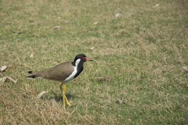 Kırmızı wattled kız kuşu
