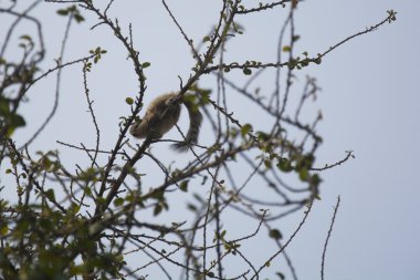 Bir Hint Palm sincap