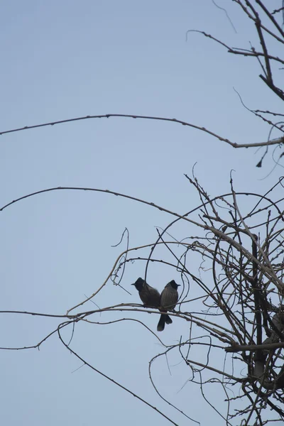 Deux bulbes sur un arbre — Photo