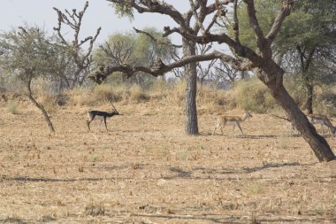Siyah Rajasthan içinde dolar