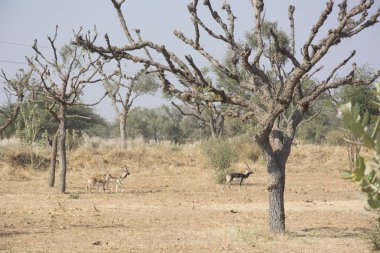 Siyah Rajasthan içinde dolar