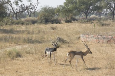 Black bucks in Rajasthan clipart