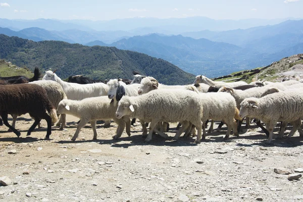 Kudde schapen in de bergen — Stockfoto