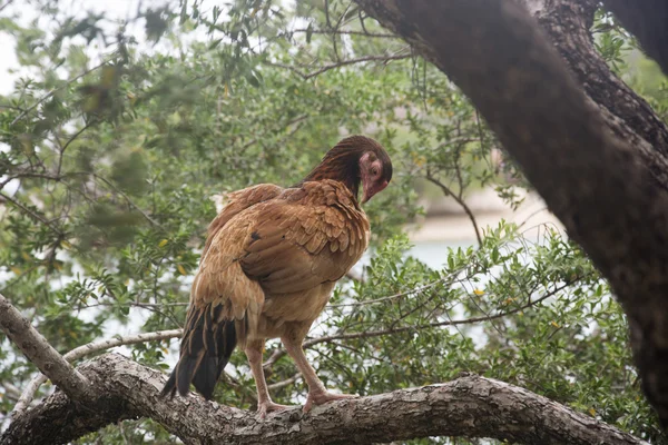Eine Henne auf einem Baum — Stockfoto