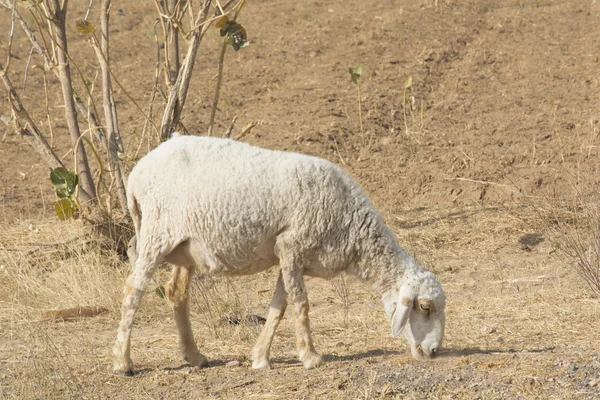 Ovelhas bonitas em Rajasthan — Fotografia de Stock