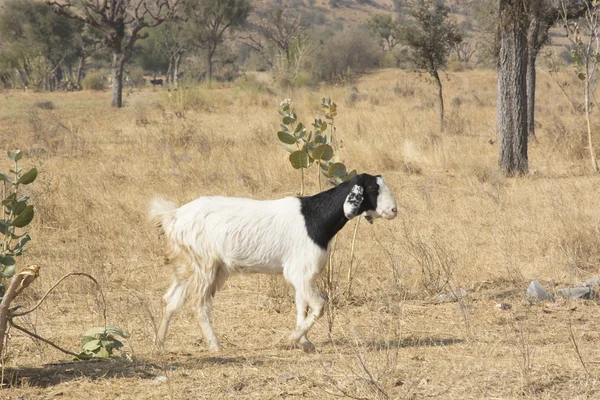 Una cabra en Rajastán — Foto de Stock
