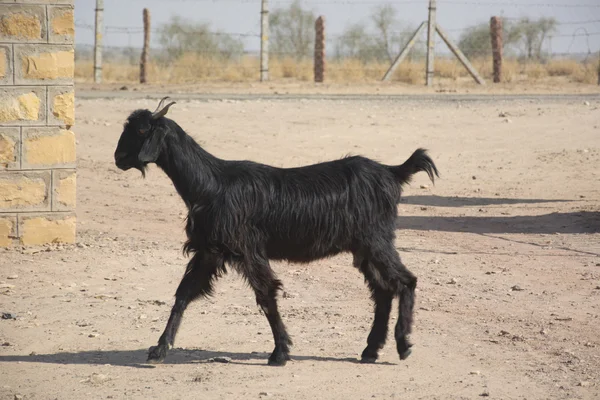 Een geit in Rajasthan — Stockfoto