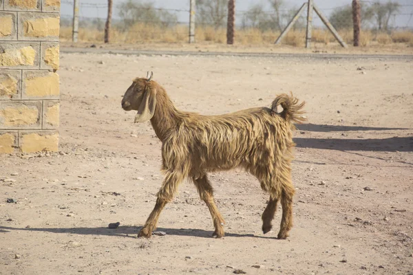 Eine Ziege in Rajasthan — Stockfoto