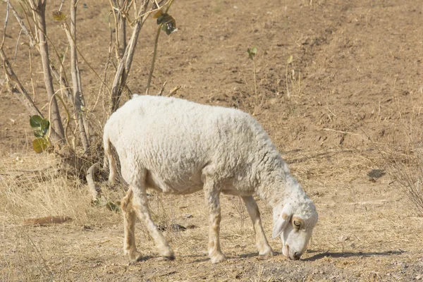 Hermosa oveja en Rajastán — Foto de Stock