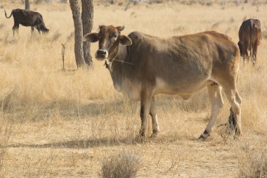 Rajasthan otlayan inekler