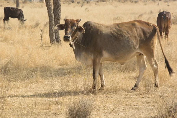 राजस्थान में गाय चराई — स्टॉक फ़ोटो, इमेज