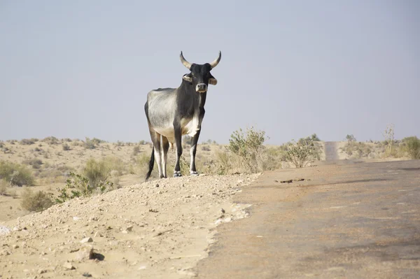 A Bull in the Desert — Stock Photo, Image