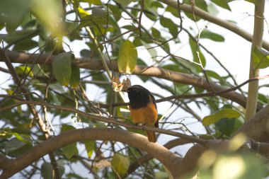 Hindistan'da bir kızılkuyruk