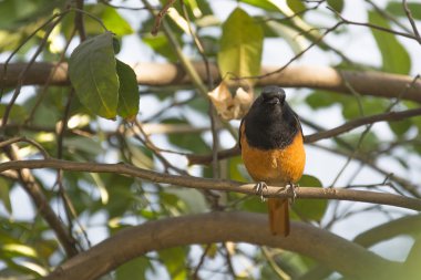 Hindistan'da bir kızılkuyruk
