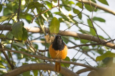 Hindistan'da bir kızılkuyruk