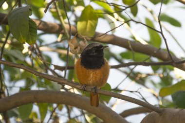 Hindistan'da bir kızılkuyruk