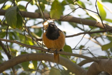 Hindistan'da bir kızılkuyruk