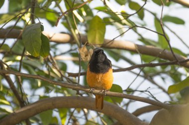 Hindistan'da bir kızılkuyruk
