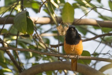 Hindistan'da bir kızılkuyruk