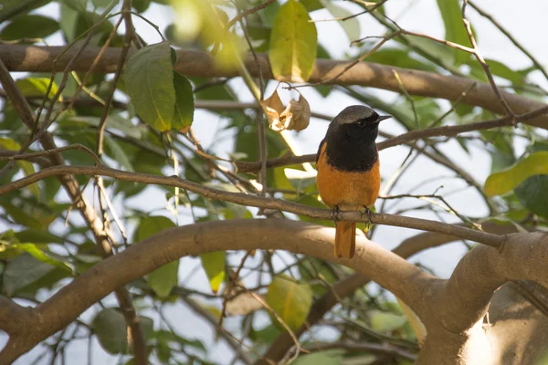 Un Redstart en la India —  Fotos de Stock